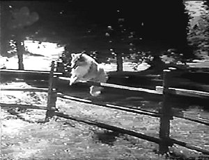 Adventures of Lassie #4