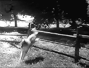 Adventures of Lassie #5