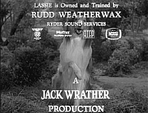 Lassie with paw up