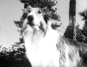 Lassie and Timmy #4