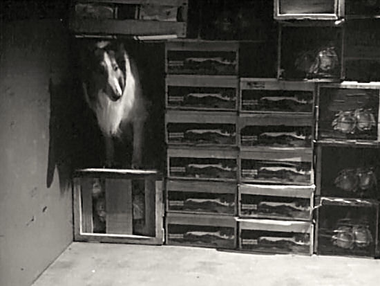 Lassie hides inside the van