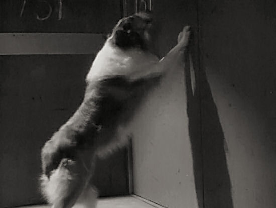 Lassie is trapped inside the van